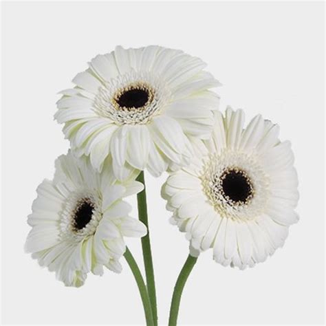 Gerbera Daisy White Flower - Wholesale - Blooms By The Box