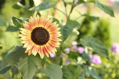 Popular Sunflower Varieties: Learn About Different Types Of Sunflower Plants