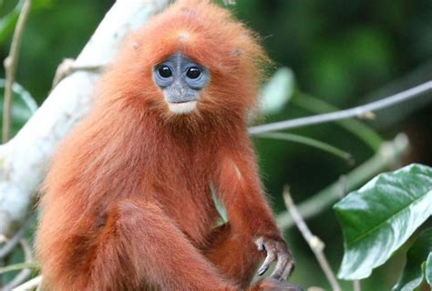 Borneo's Rainforest Mammals - Naturetrek