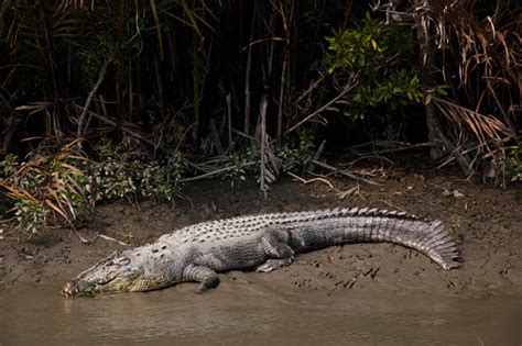 Crocodile In Sundarbans National Park In Bangladesh Stock Photo - Download Image Now - iStock