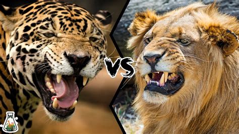 JAGUAR VS LION - Who will win this battle? - YouTube