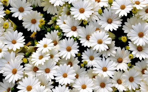 20 Excellent daisy flower wallpaper aesthetic You Can Save It At No Cost - Aesthetic Arena