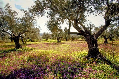 8 magnificent photos of trees in Israel for Tu B'Shvat - ISRAEL21c