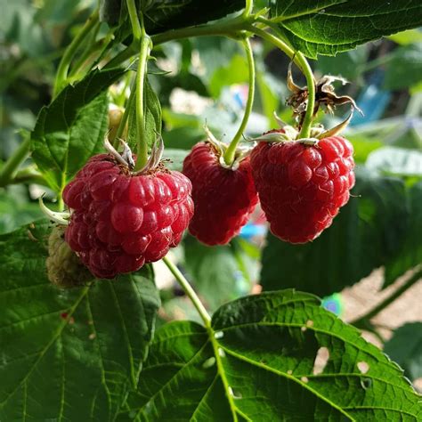 Plant some raspberry canes in a clients garden earlier in th… in 2020 ...