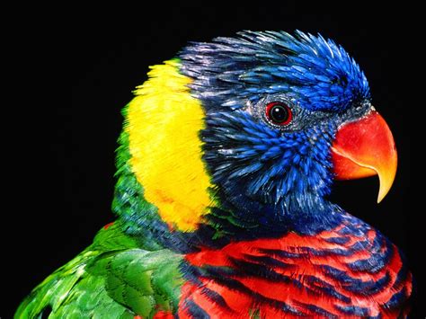 Rainbow Lorikeet Bird Wallpapers | HD Wallpapers | ID #4959