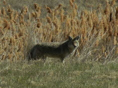 How To Hunt Coyotes In Utah - ABIEWJY