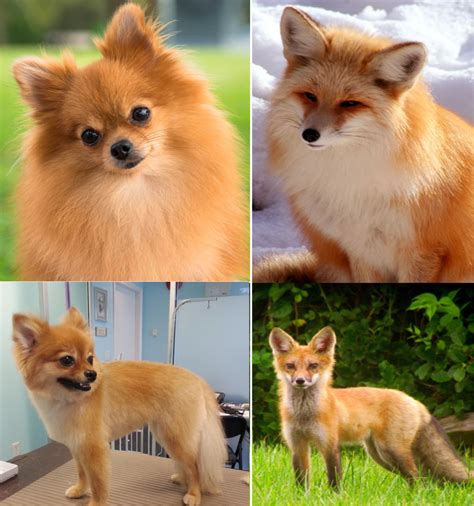 Types of Pomeranians: Dog Breed Information - HubPages