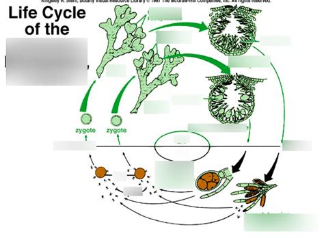 Fucus Life Cycle Diagram | Quizlet