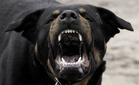 rottweiler angry - Google Search | Dog growling, Rottweiler, Rottweiler dog