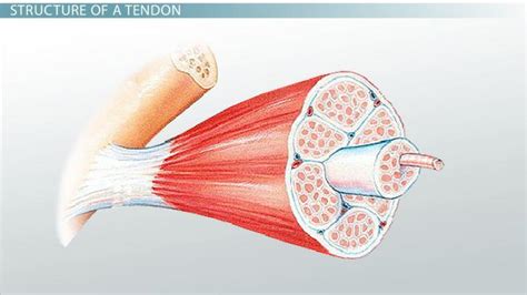 Tendon Definition, Anatomy & Function - Lesson | Study.com