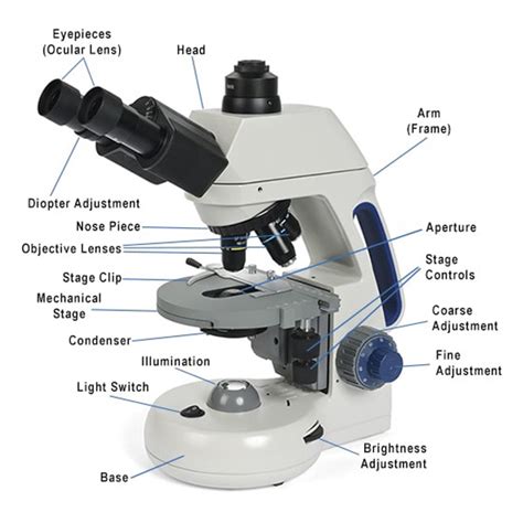 Compound Microscope Parts, Functions, and Labeled Diagram | Microscope parts, Microscope ...