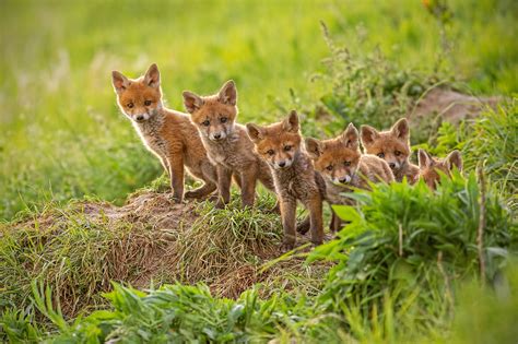 Foxes In The Wild | How To Help Foxes In The Wild, Northampton