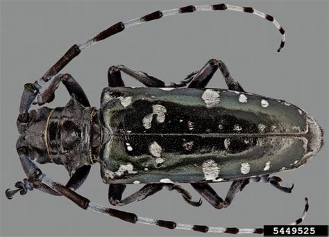 Asian Long-Horned Beetle | Center for Invasive Species Research