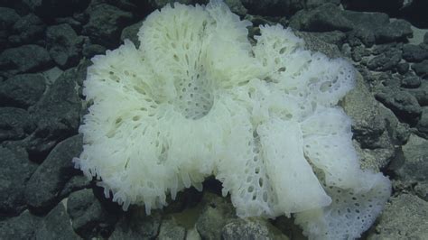 The Secrets of Deep Sea Sponges | Nautilus Live