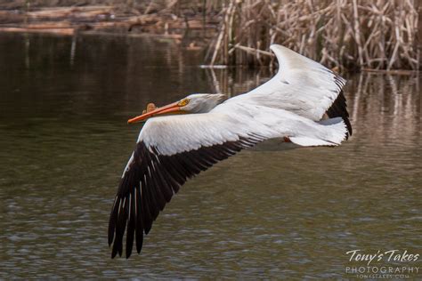 Pelican showcases massive wingspan in flight | Tony's Takes Photography