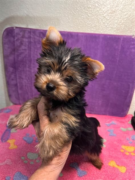 Liberty Star Yorkies - Yorkshire Terrier Puppies For Sale In Sacramento, CA - Born on 09/20/2023