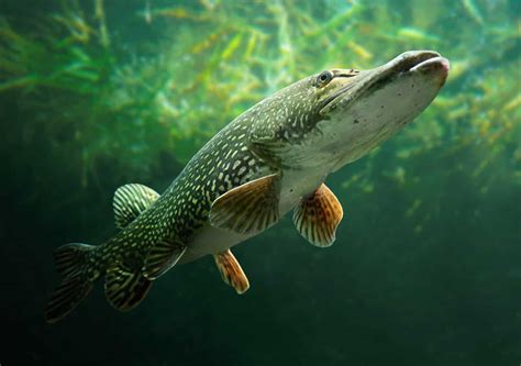 what do baby northern pike eat - vanrentaljacksonms