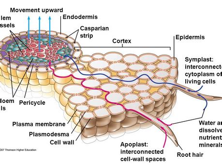 Symplast and Apoplast Pathways in Plants | Teaching Resources