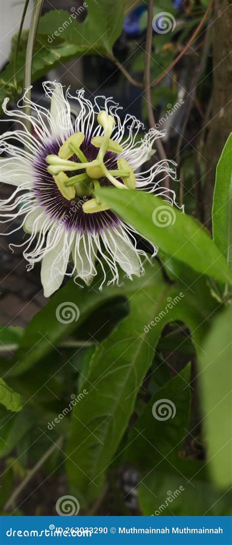 Markisa Flower of Beauty in Indonesia Stock Photo - Image of south, kalimantan: 262033290