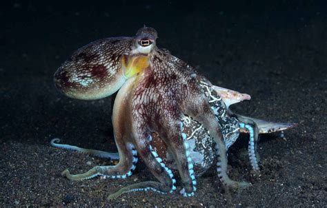 Coconut Octopus - OctoNation - The Largest Octopus Fan Club!