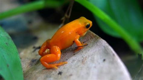 Golden Mantella Frog Critically Endangered Species Stock Footage Video ...