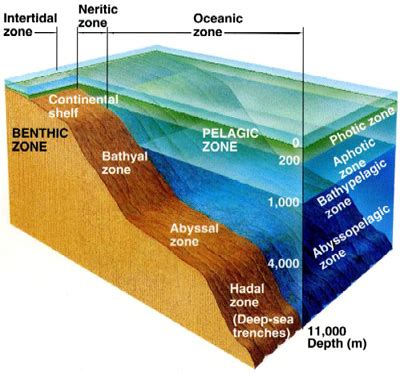 Benthic - Home