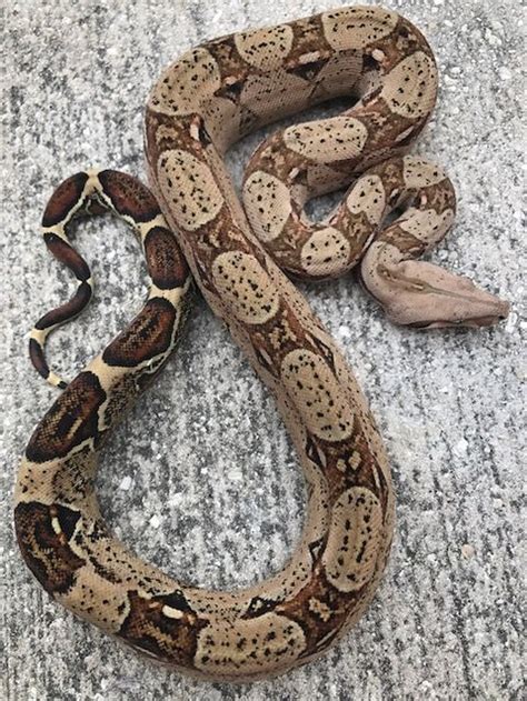 Colombian Red Tail Boas for sale | Snakes at Sunset