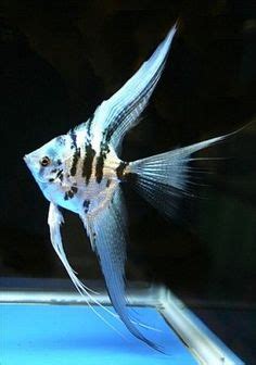 240 Breeding Angelfish ideas | angel fish, aquarium fish, tropical fish