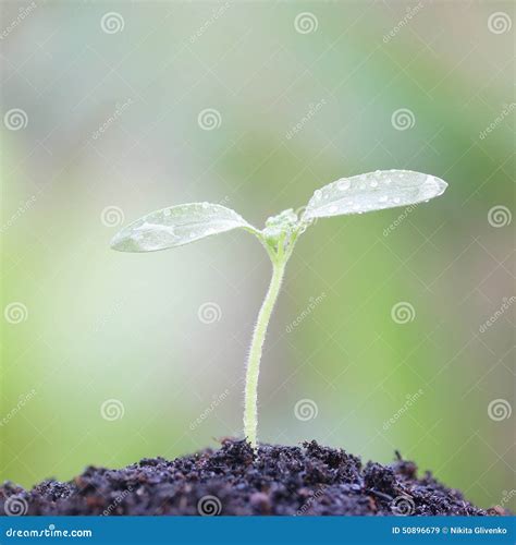 Growing plants stock image. Image of land, acorn, dirt - 50896679