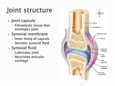 Synovial Joint Meniscus