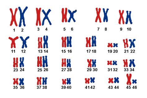 Number and types of chromosomes — Шаг 3 — Stepik