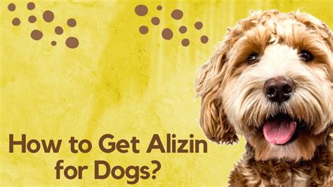 How to Get Alizin for Dogs: The Ultimate Guide to Ensuring Your Pet's ...