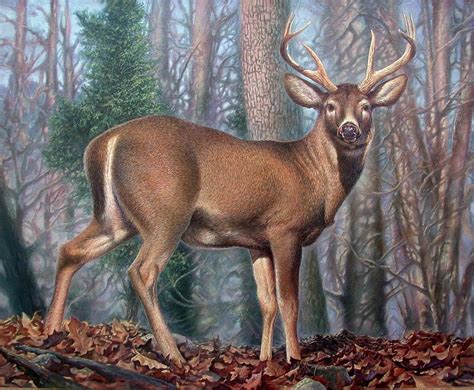 Missouri Whitetail Deer Painting by Hans Droog