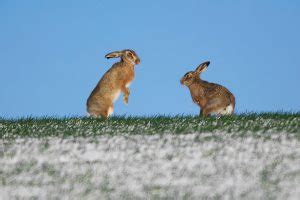 The magical mythology of mad March hares – Country Life