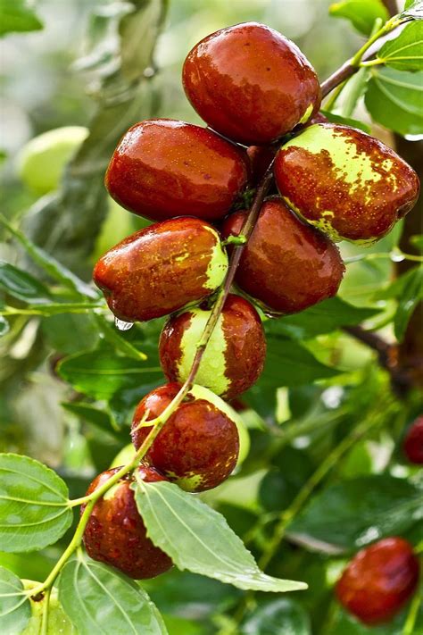 The Jujube Tree - A good ornamental or fruit tree for the Southwest