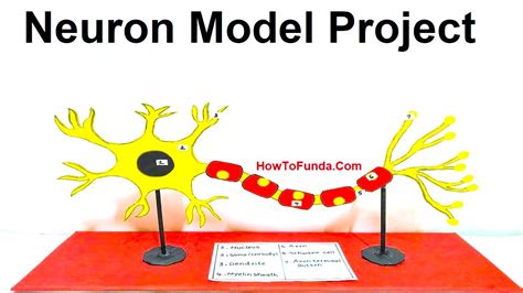 Neuron 3D Model Project