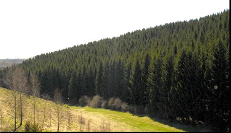 B365 - O fundaţie vrea să cumpere 100.000 de hectare de pădure în ...