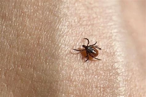 Tick Identification - Blacklegged (Deer) Tick