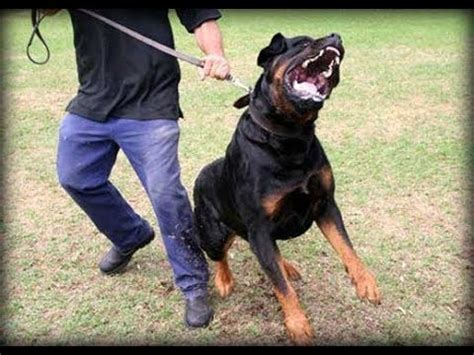 Rottweiler - ATAQUE LANÇADO - Long attack compilation - YouTube