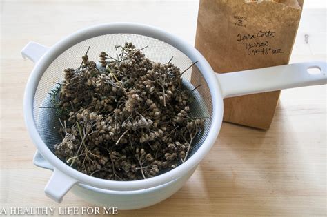 Dried Yarrow sifting for seeds - A Healthy Life For Me