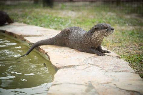 Otter Habitat | Billie Swamp Safari