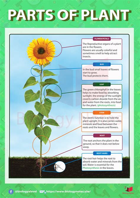 Plants Parts Of A Flower Plant Life Cycle Worksheet Plant Life Cycle ...