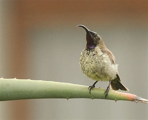 Amethyst Sunbird – immature male – BirdLife eThekwini KZN