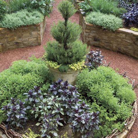 How To Create Your Own Rosemary Topiary | HubPages