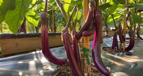 How to Grow Japanese Eggplant for a Successful Harvest - Gardening Channel