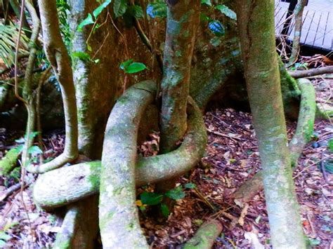 Rainforest-Vines - Australia by Red Nomad OZ