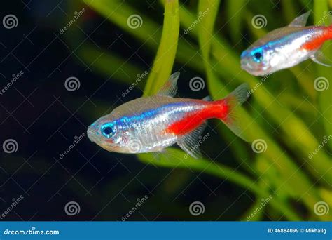 Neon Tetra stock image. Image of vivid, small, water - 46884099