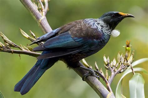 Related image | Tui bird, Birds, Bird