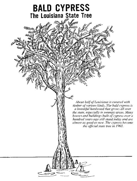 Louisiana State Tree Coloring Page - Coloring Home