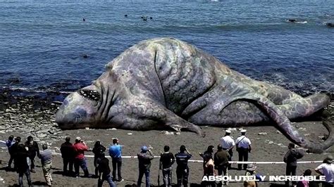 Real SEA MONSTER! 70 foot long hybrid GIANT SQUID SHARK found near Malaga, Spain February ...